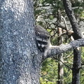 Racoon In The Tree