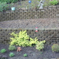 BackYard2